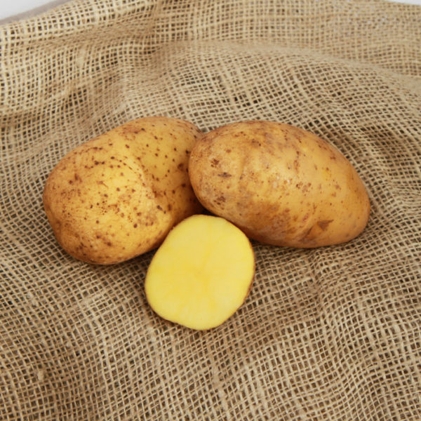 Nos différentes variétés de pommes de terre - Maison Vernet